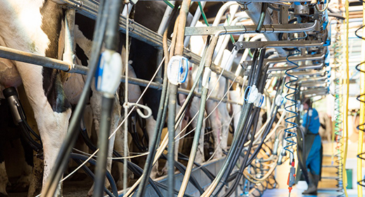 cows in milking parlour